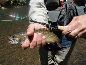 Cross Fork Wild Brookie