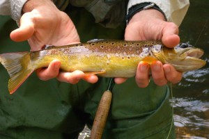 Savage Colorful Brown