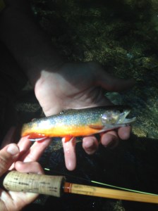 Bear Run  Brookie