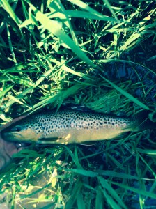 Falling Spring Brown with 2 flies