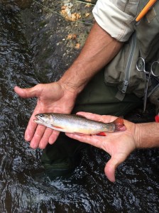 Crabtree Creek Brookie