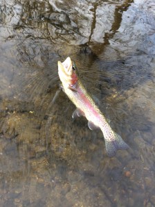 Yellow Breeches Rainbow