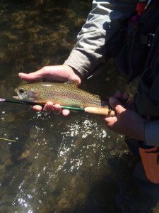 Ron Hill's attacked rainbow